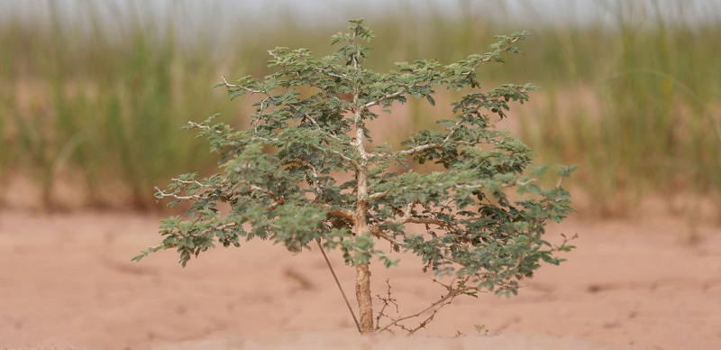 Quinze ans après: Où en est le projet de la Grande Muraille verte du Sahara?