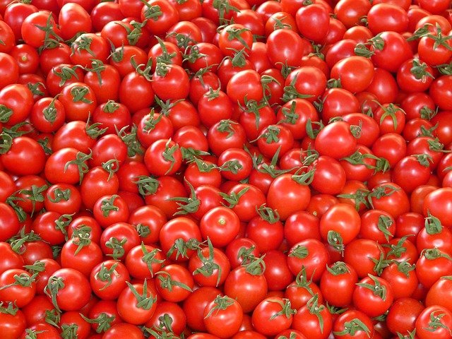 Tomate à Annaba: Un champ-école pour les agriculteurs