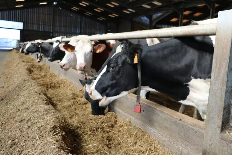 Bovins destinés à l'abattage: les importateurs tenus de disposer d'une dérogation sanitaire