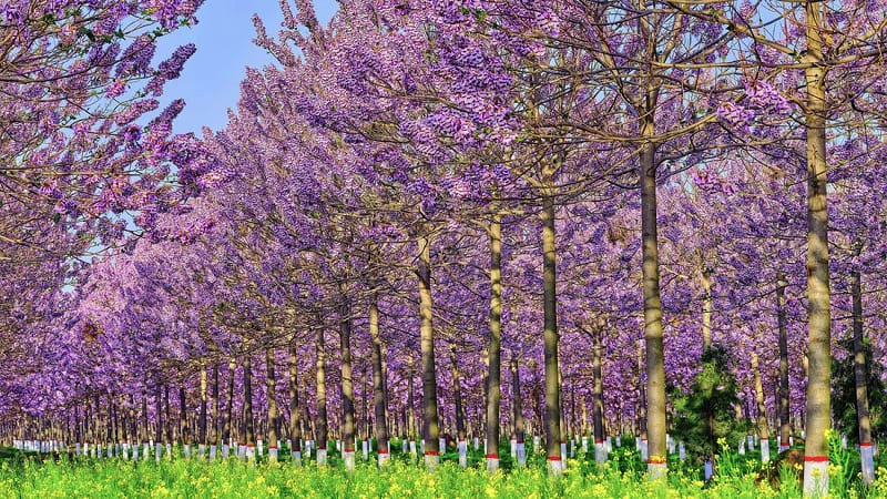 Le paulownia à Sétif, Tipasa et Djelfa dès octobre