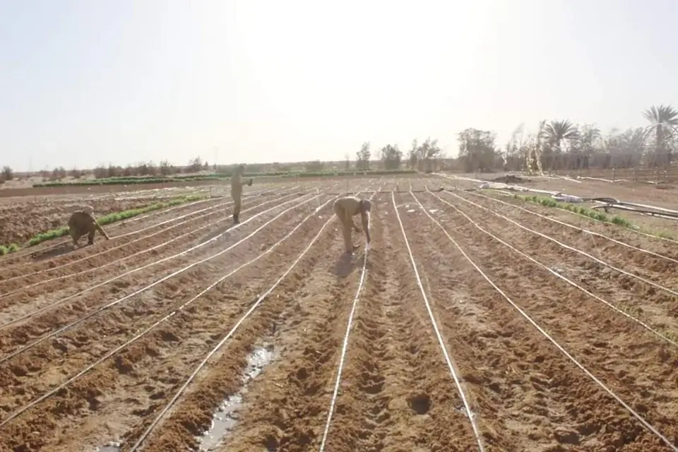 L’Algérie garde le cap sur le développement agricole